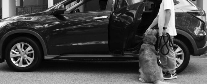 Pet Transportation Chicago