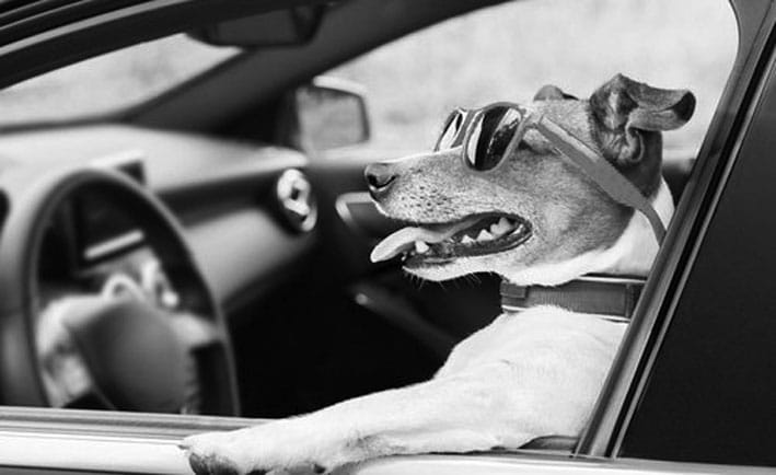 Pet Transportation Chicago Pet Transportation Chicago